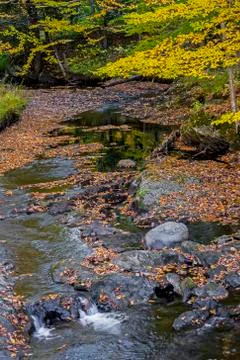  A small leaf covered stream in Autumn Stock Photos