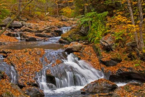  A small leaf covered stream in Autumn Stock Photos