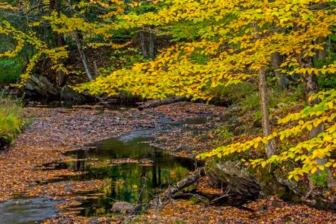 A small leaf covered stream in Autumn Stock Photos