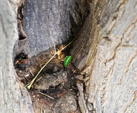 A small leaf in the middle of the tree Stock Photos