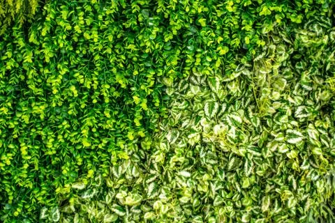 Small leaf pattern Foto stock