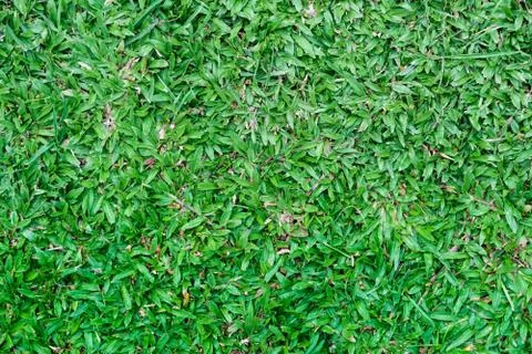 Small leaf Stock Photos