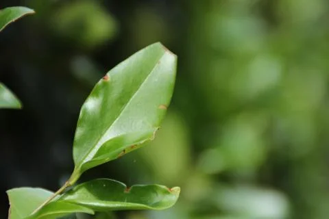 Small leaf Stock Photos