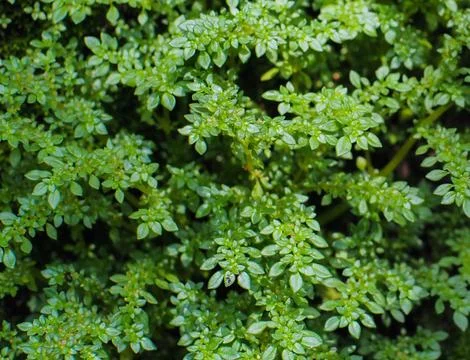 Small leaf Stock Photos