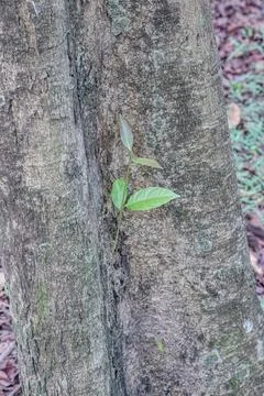 Small leaf shoot emerging from a tree trunk crevice Stock Photos