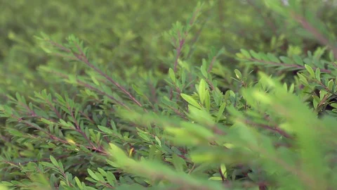 Small leaf sway on windy day. Stock Footage 123996119