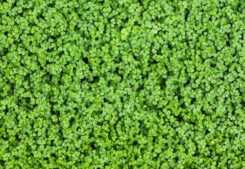 Small leaf texture Stock Photos