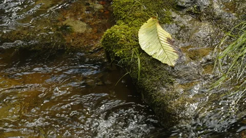 A small leaf on top of the rocks in the river in Estonia 스톡 동영상 160542835