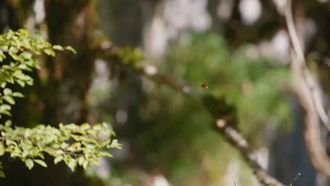 Small leaf trapped in spider web Video stock 170203088