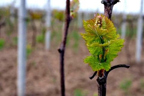 Small leaf on the vine Stock Photos