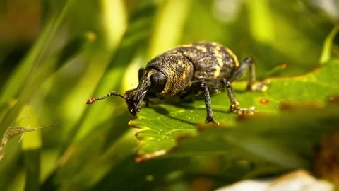 Small leaf weevil resting on green leaf in nature Stock Footage 340776305