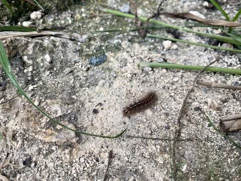 Small leaf worm on the ground Stock Photos