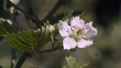 A small leafcutter bee, likely Megachile, foraging among the stamens of a w.. Stock Footage 345777517