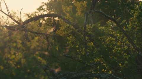 Small Leafless Branches at Sunset Amongst a Forest Stock Footage 281889145