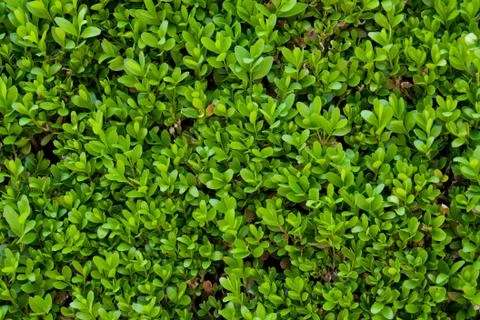 Small leafs detail Foto stock