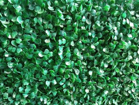 Small leafs live on the wall Foto stock