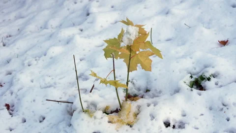 A small leafy plant is covered in snow 库存影片 321599412