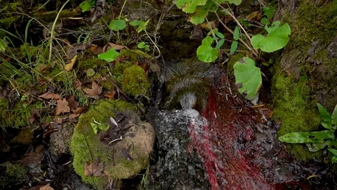 Small Leafy stream Stock Footage 106529140