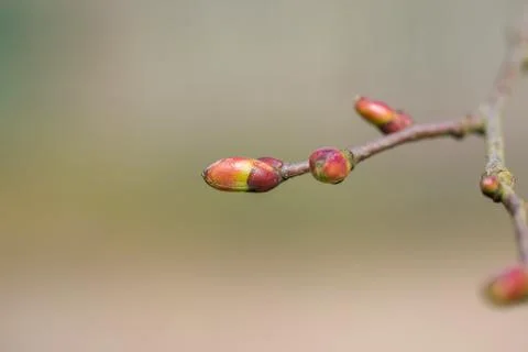 Small-leaved lime or small-leaved linden (Tilia cordata) spring bud Stock Photos