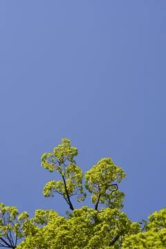 Small-leaved lime Stock Photos