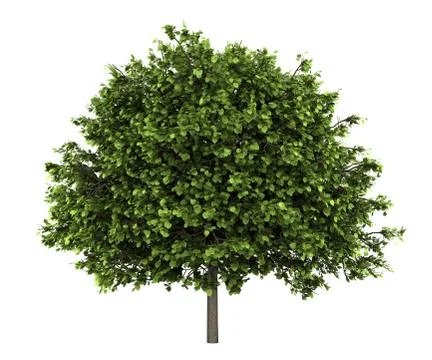 Small-leaved lime tree isolated on white background Stock Illustration