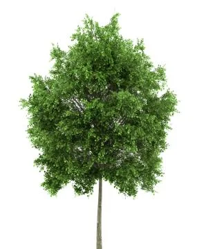 Small-leaved lime tree isolated on white background Illustrazione stock