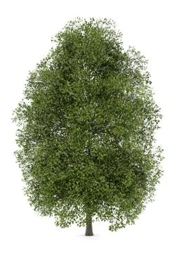 Small-leaved lime tree isolated on white background Stock Illustration