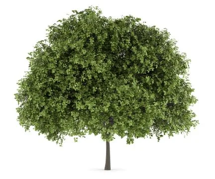 Small-leaved lime tree isolated on white background Illustrazione stock