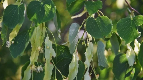 Small leaved lime in the wind Stock Footage 96481368