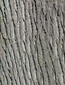 Small-Leaved Linden Lime tree leaves in summer Stock Photos