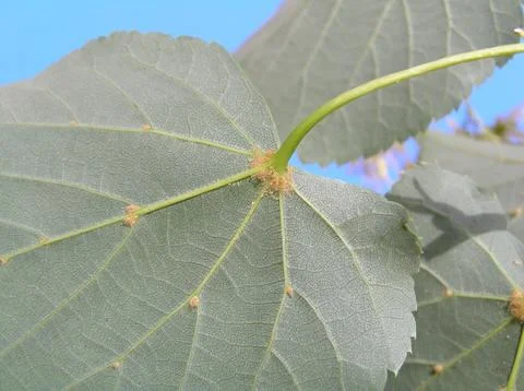 Small-Leaved Linden Lime tree leaves in summer Stock Photos