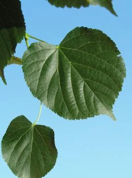 Small-Leaved Linden Lime tree leaves in summer Stock Photos