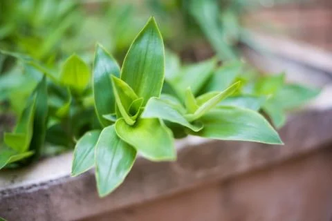 Small Leaves 1 스톡 사진