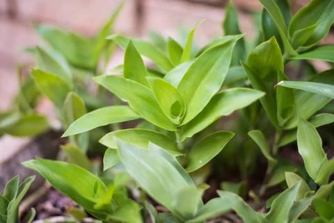 Small Leaves 2 스톡 사진