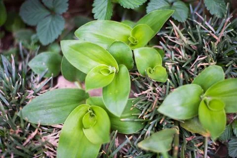 Small Leaves 3 스톡 사진