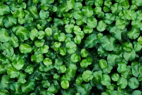Small leaves backdrop Stock Photos