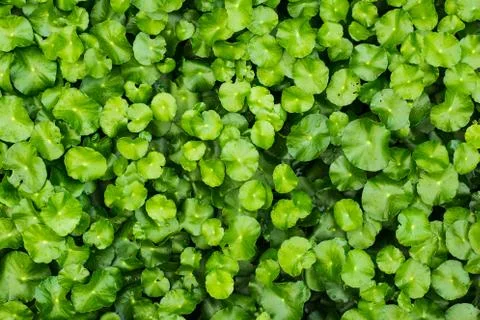 Small leaves backdrop Foto stock