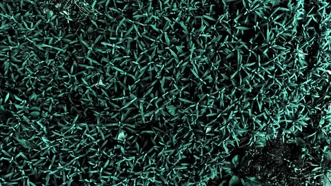 Small leaves as a background Stock Footage 98279994