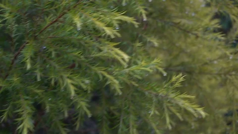 Small leaves background in green nature. Stock Footage 123961653