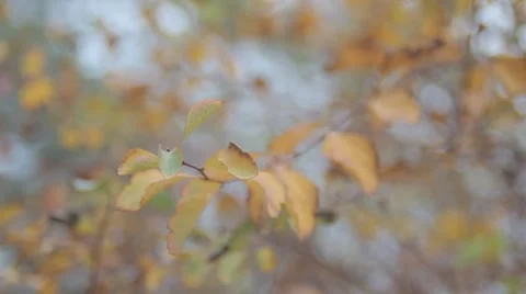 Small Leaves Blowing Around Stock Footage 50450189