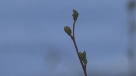 Small leaves on the branch in spring Stock Footage 283565867
