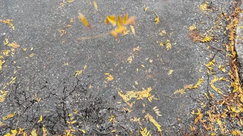 Small leaves falling into a puddle Stock Footage 319794774