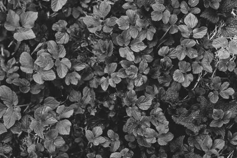 Small leaves of grass texture in forest. white and black Stock Photos