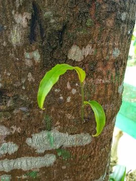 Small leaves growing on a tree Stock Photos