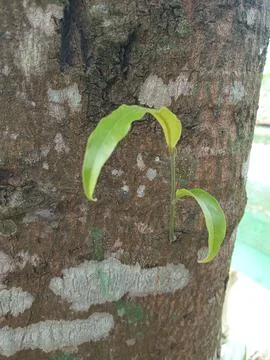 Small leaves growing on a tree Stock Photos