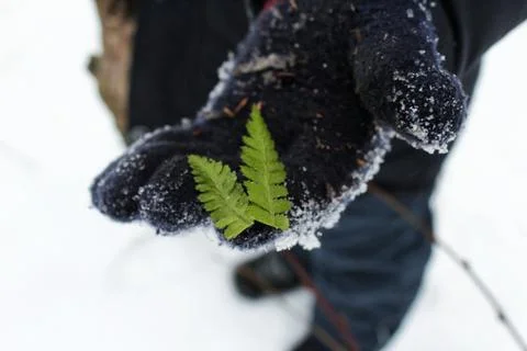 Small leaves in hand Foto stock