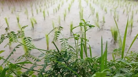 Small leaves with a heavy rain Stock Footage 146254434