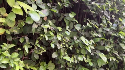 Small leaves moving with the breeze under sunlight Stock Footage 312096595