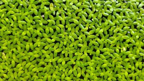 Small leaves. Stock Photos