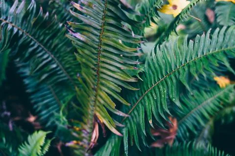 Small leaves with sharp tips Stock Photos